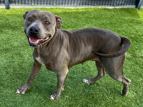 picture of the dog needing adoption