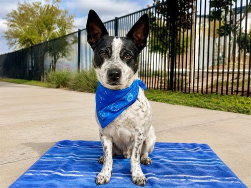 picture of the dog needing adoption