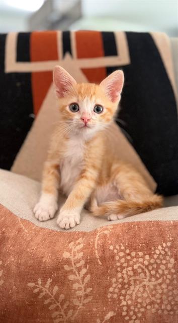 Pip