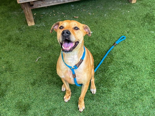 picture of the dog needing adoption