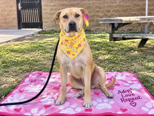 Summer - Labrador Retriever