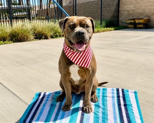 picture of the dog needing adoption