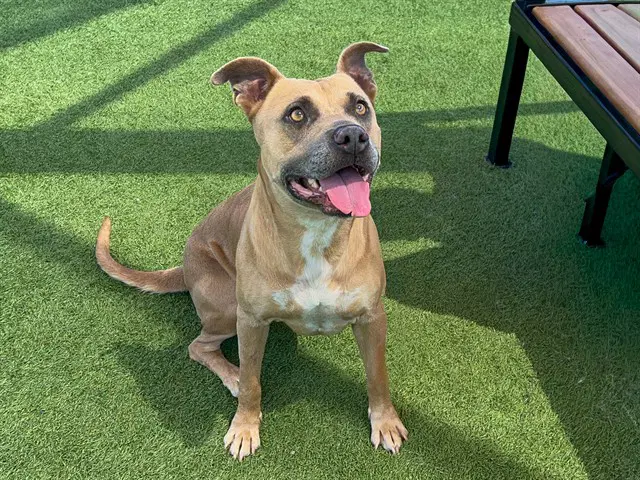 Isabel - Pit Bull Terrier