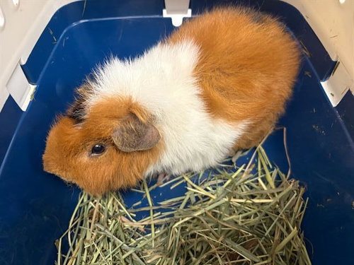 Bjorne