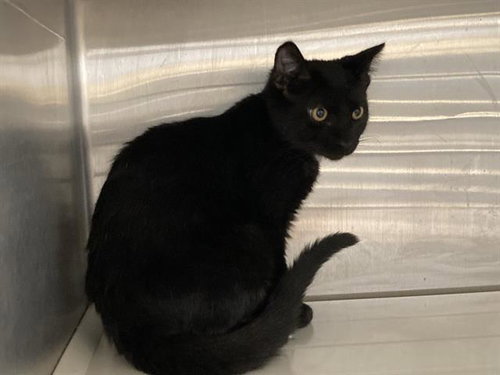 picture of the cat needing adoption