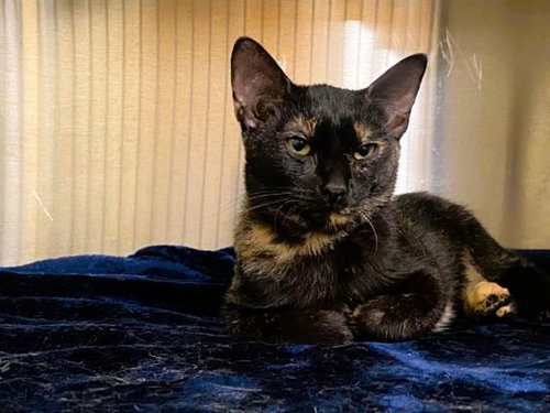 MANDY, a cat for adoption from Orange County Animal Care Center