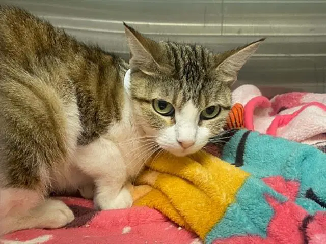 Becca - Domestic Short Hair
