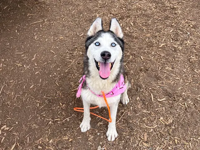 Articuno - Siberian Husky