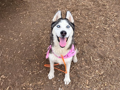 picture of the dog needing adoption