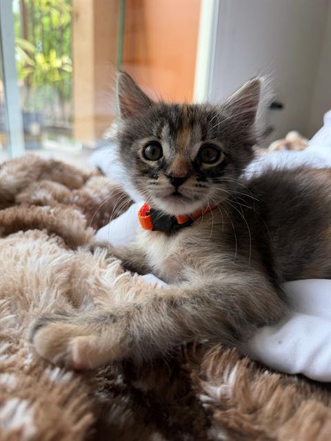 Rocket