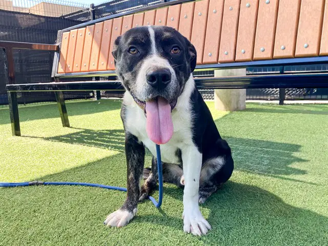 Psyduck - Pit Bull Terrier
