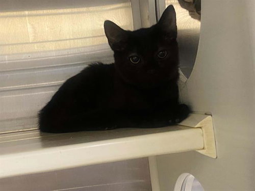 picture of the cat needing adoption