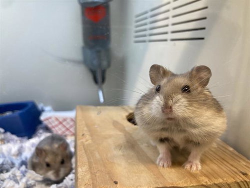 BIDOOF, a hamster for adoption from Orange County Animal Care Center