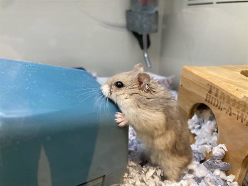 WATCHOG, a hamster for adoption from Orange County Animal Care Center