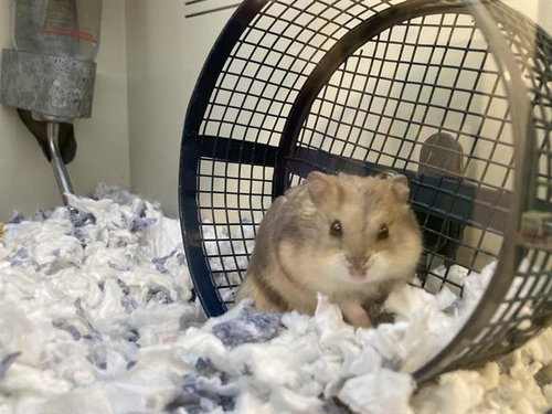 MINCCINO, a hamster for adoption from Orange County Animal Care Center