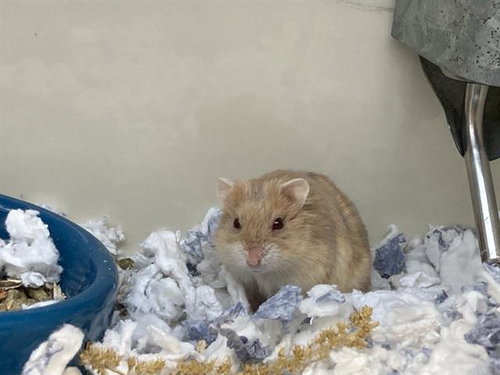 DIGLETT, a hamster for adoption from Orange County Animal Care Center