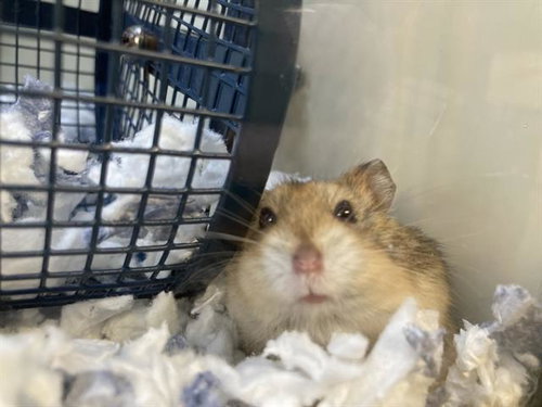 DUGTRIO, a hamster for adoption from Orange County Animal Care Center