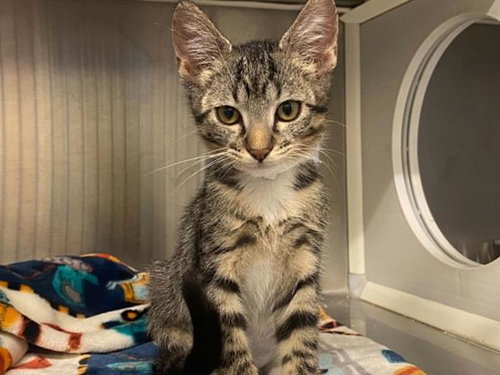 picture of the cat needing adoption