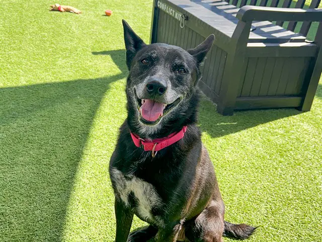 Tux - German Shepherd Dog