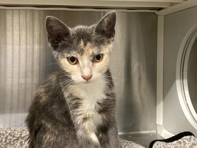 Fauna - Domestic Short Hair