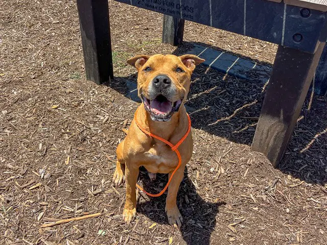 Bastion - Pit Bull Terrier