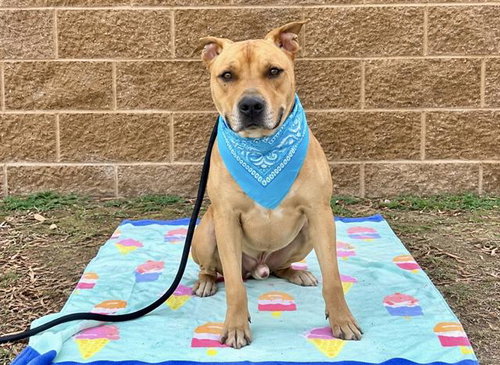 BASTION, a dog for adoption from Orange County Animal Care Center