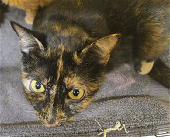 Gretchen - Domestic Short Hair