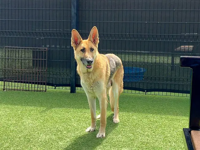 Hitmonlee - German Shepherd Dog
