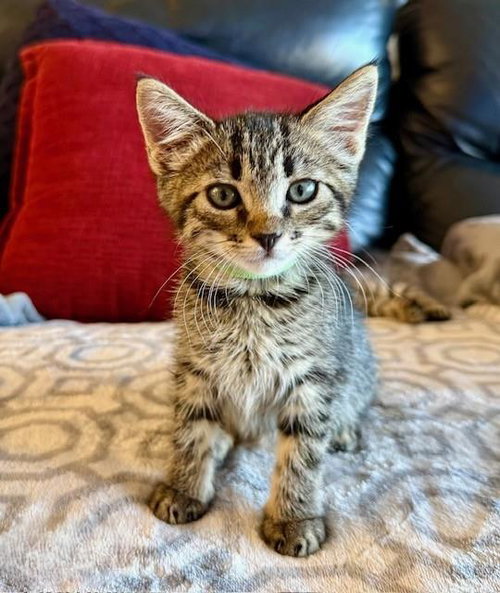 Bambi- Green Collar