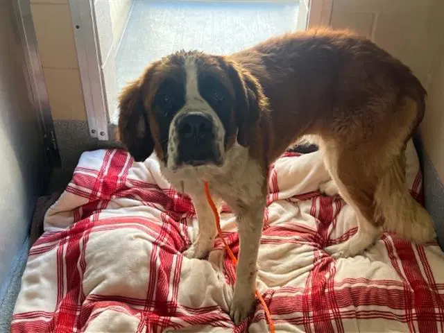 Ophelia - Saint Bernard