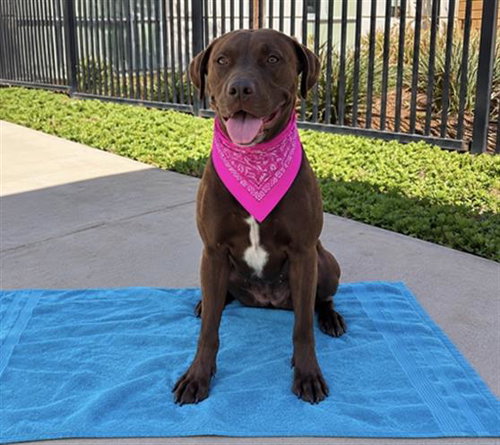 PIDGEY, a dog for adoption from Orange County Animal Care Center