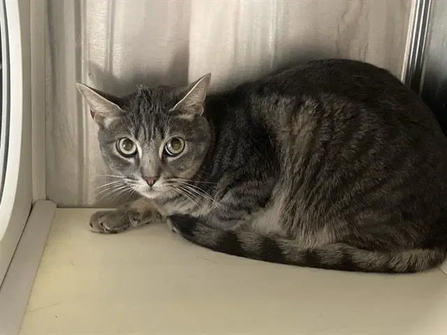 Jason - Domestic Short Hair