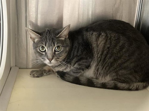 JASON, a cat for adoption from Orange County Animal Care Center