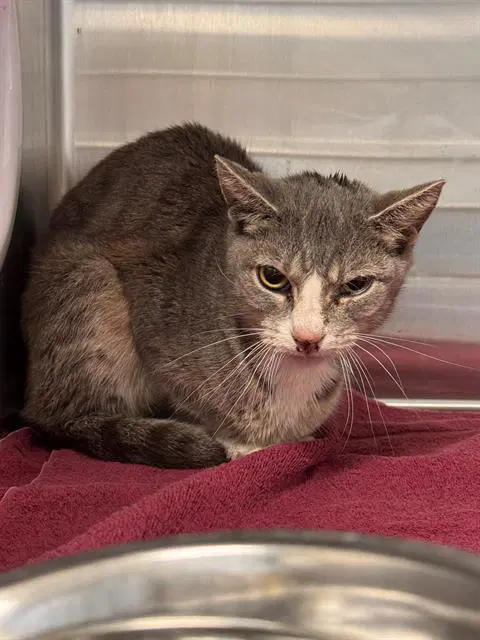 Monica - Domestic Short Hair
