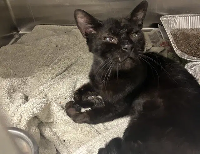 King Tauri - Domestic Short Hair