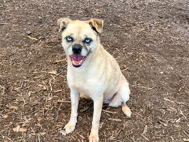 Koki - Pug