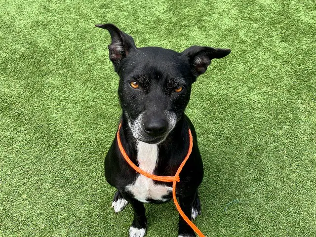 Mila - Jindo (Korean)