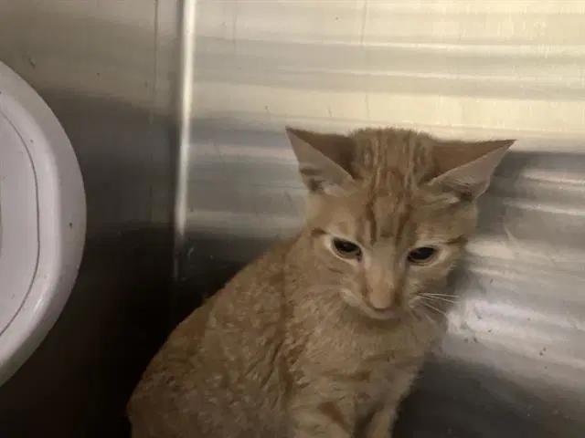 Vittorio - Domestic Short Hair