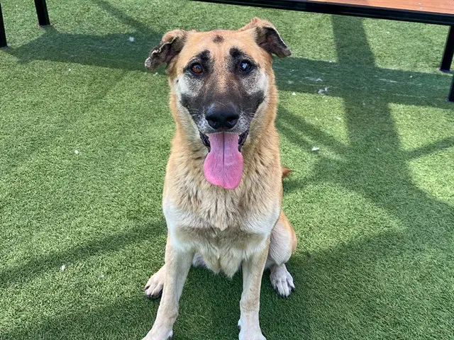 Alba - German Shepherd Dog