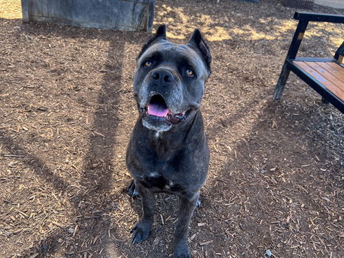 picture of the dog needing adoption