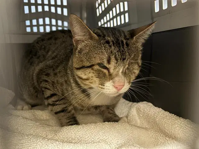 Oliver - Domestic Short Hair