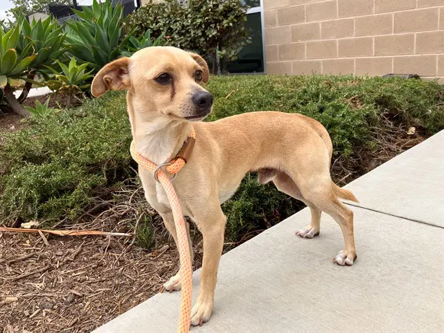 Remo - Chihuahua