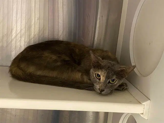 Dawn - Domestic Short Hair