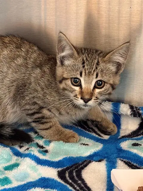 Sandlot - Domestic Short Hair