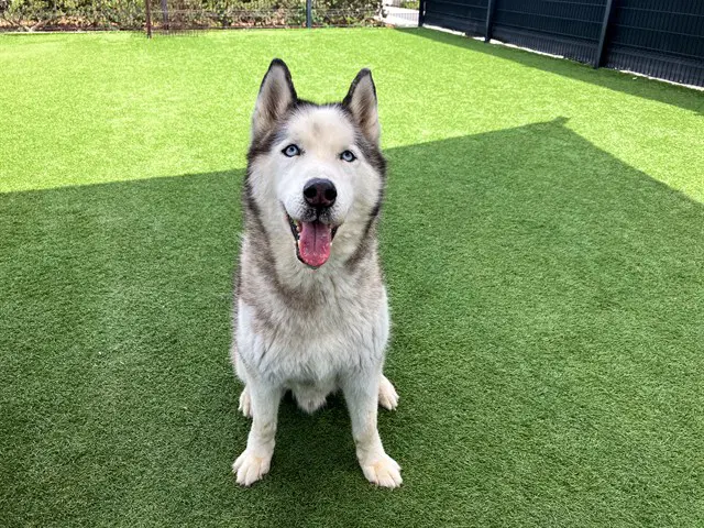 Coco - Siberian Husky