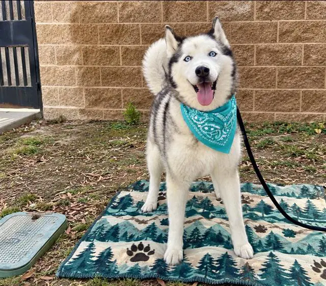 Coco - Siberian Husky