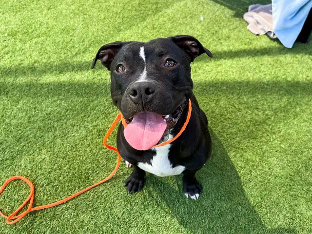 Tori - Pit Bull Terrier