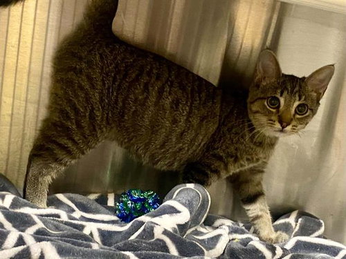 MOONLIGHT, a cat for adoption from Orange County Animal Care Center