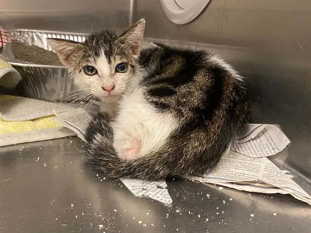 Sugar - Domestic Short Hair