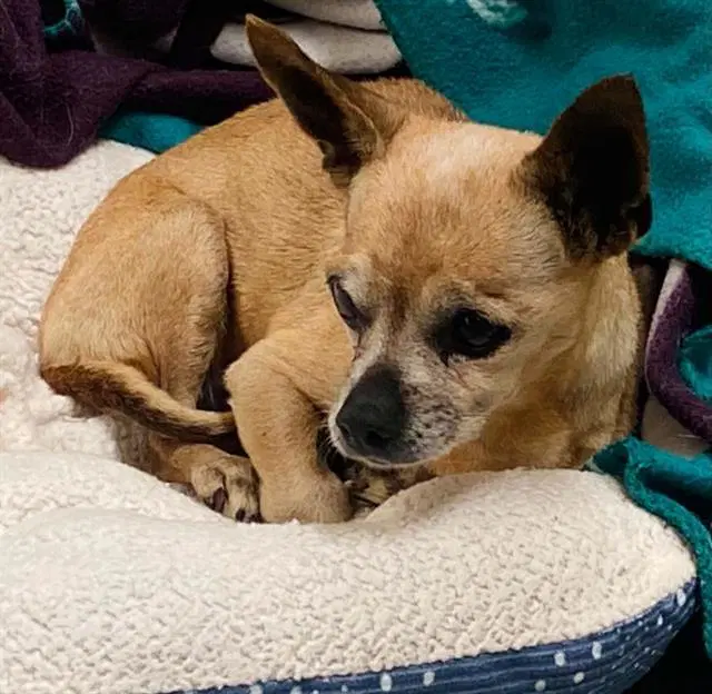 Ms Turner - Chihuahua